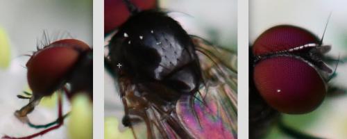 Fannia sp.